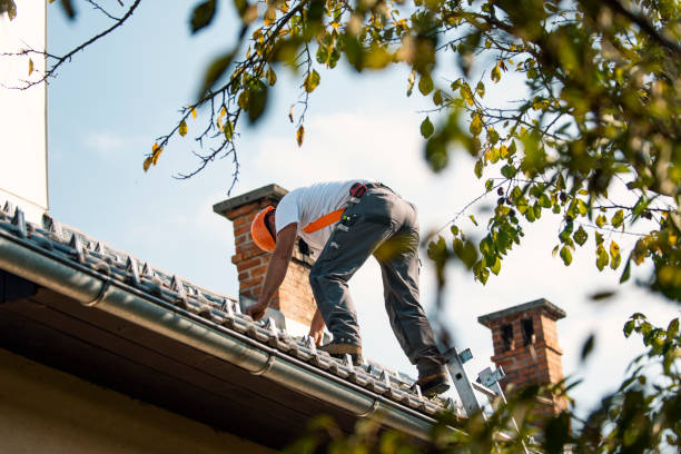 Best Roof Moss and Algae Removal  in Gravette, AR